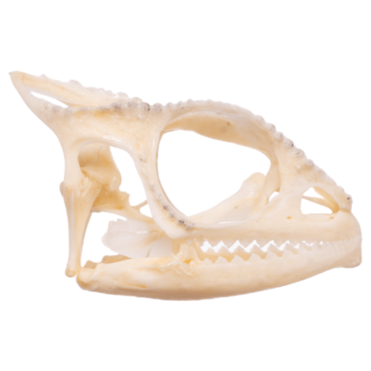 Authentic Panther Chameleon Skull Specimen - Rare Reptile Bone Collectible for Science Education & Home Decor
