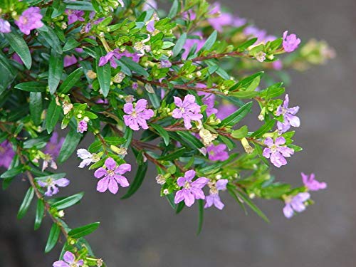 Cuphea Hyssopifolia Plant - Mexican Heather Herbalism Plant for Gardens, Landscaping & Indoor Decor | Attracts Butterflies & Pollinators