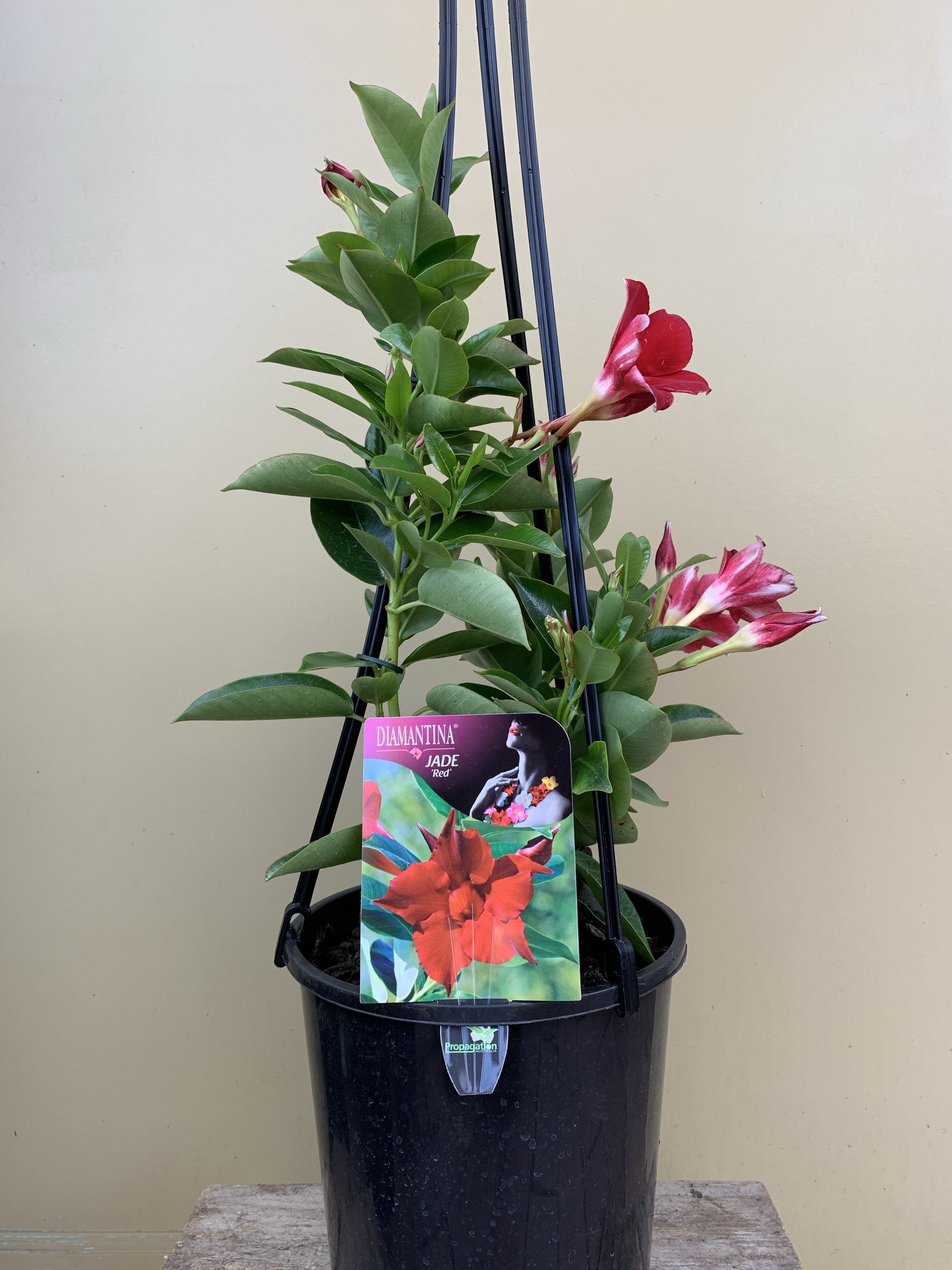 Mandevilla sanderi 'Diamantina Jade Red' - Tropical Flowering Vine for Gardens, Patios & Balconies | Perfect for Trellises, Arbors & Containers