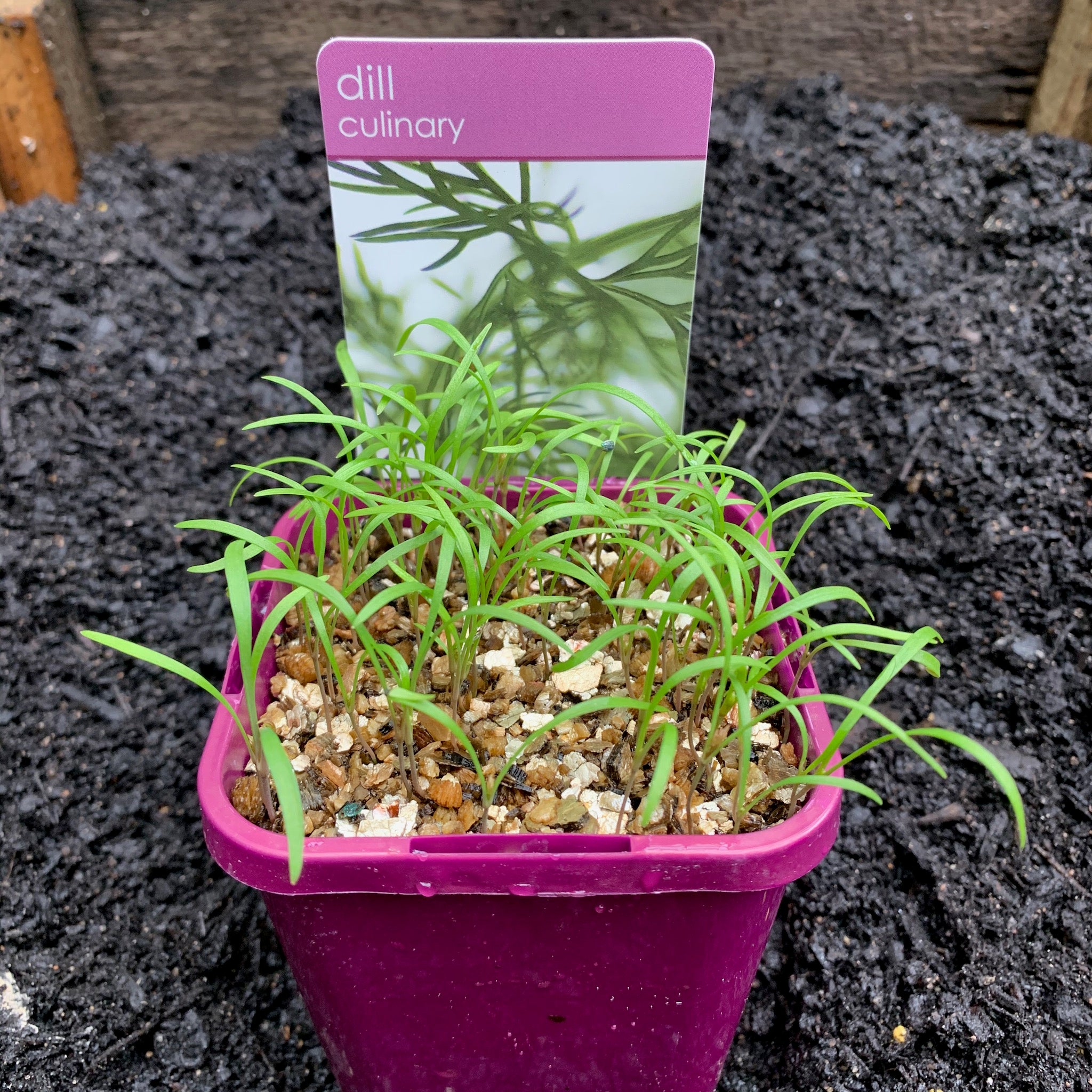 Dill Seeds - Premium Quality for Cooking, Pickling & Seasoning | Perfect for Homemade Pickles, Sauces & Spice Blends