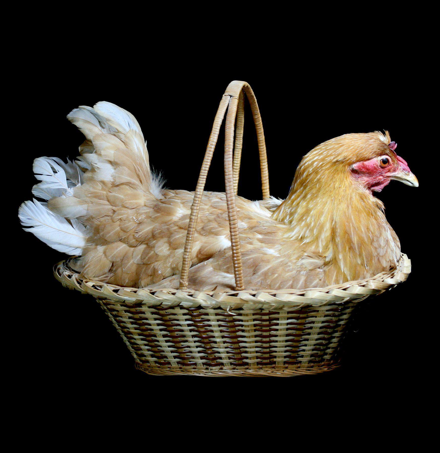 Natural Reed Basket with Chicken Taxidermy - Unique Home Decor for Rustic Farmhouse & Hunting Lodge Style