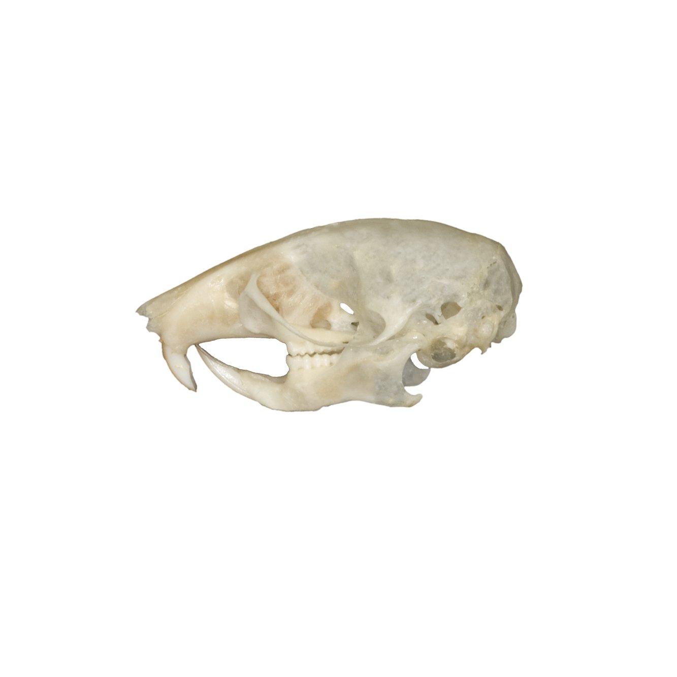 Authentic Real Mouse Skull Specimen - Taxidermy Oddity for Science Education, Gothic Decor & Halloween Props | Perfect for Biology Classrooms, Horror Displays & Dark Aesthetic Collections