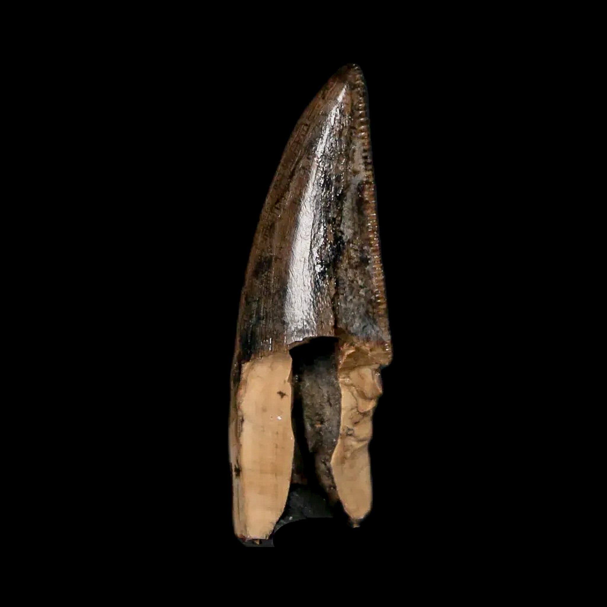 Authentic Tyrannosaur Serrated Fossil Tooth - Cretaceous Dinosaur Fossil from Judith River Formation with COA - Perfect for Paleontology Collections, Educational Displays & Dinosaur Enthusiasts