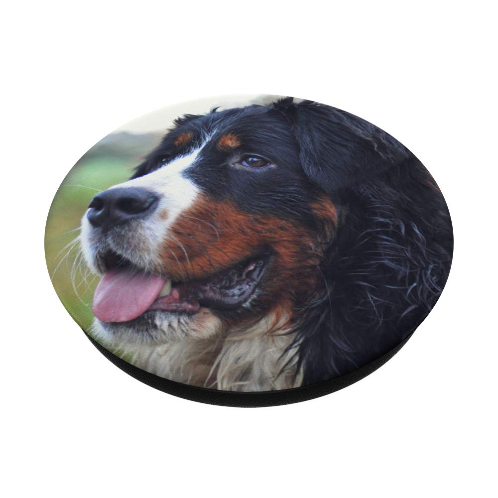 Bernese Mountain Dog - Adorable Swiss Breed for Families & Outdoor Adventures | Perfect for Hiking, Companionship & Pet Lovers