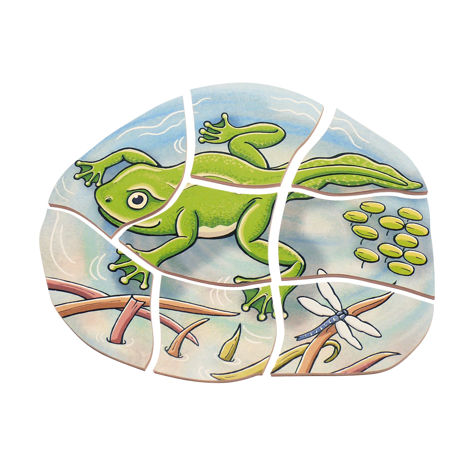 Beleduc Wooden Layer Puzzle - Frog Life Cycle with 5 Layers & 28 Pieces - Educational STEM Toy for Kids Learning Animal Development - Perfect for Classroom, Homeschool & Montessori Activities