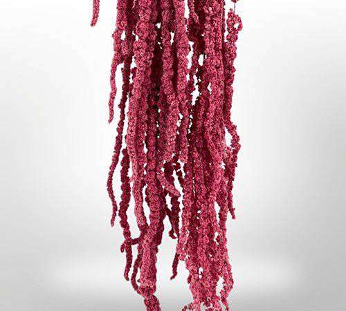 Dried Amaranthus Flowers for Home Decor | Natural Preserved Floral Arrangements | Perfect for Wedding, Party & DIY Crafts
