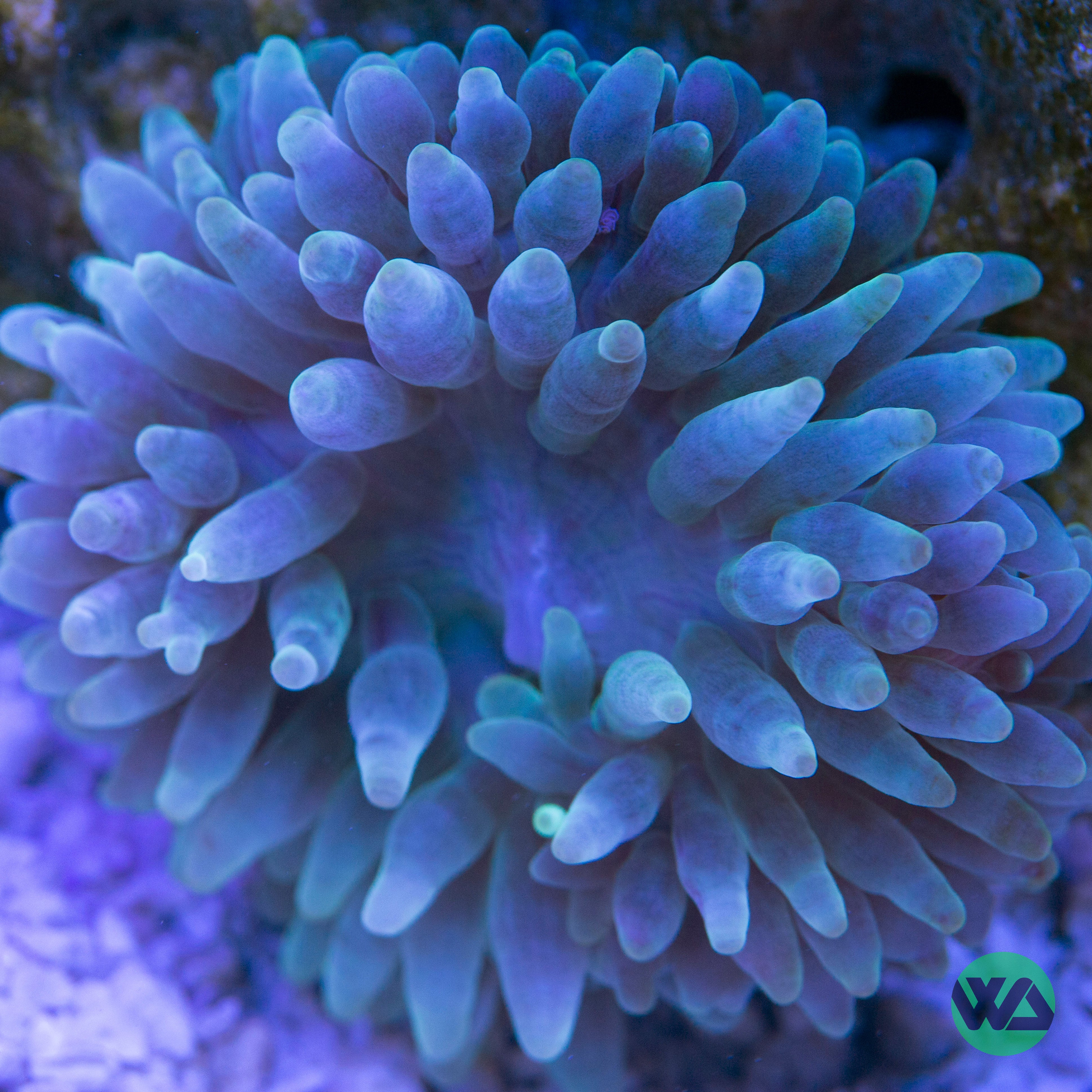 Premium Green Bubble Tip Anemone (Entacmaea quadricolor) - Live Coral for Saltwater Aquariums | Vibrant Marine Decor for Reef Tanks & Nano Tanks