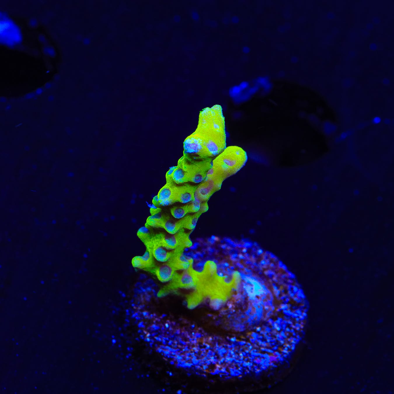 CB The Thing Anacropora Coral - Premium Live Coral for Saltwater Aquariums | Perfect for Reef Tanks & Marine Aquascaping