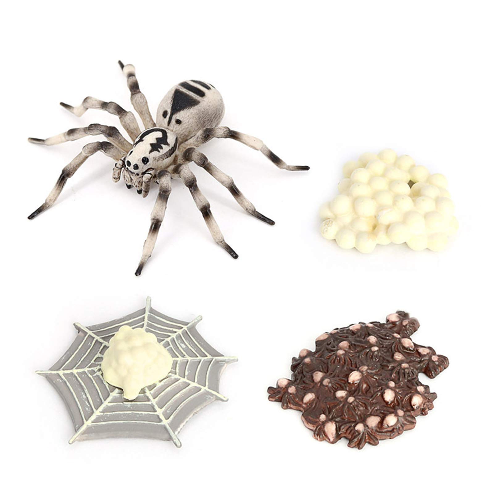 4Pcs/5Pcs Frog Tarantula Butterfly Bee Animal Growth Cycle Model Kit - Life Cycle Observation Toys for Kids Science Education - Perfect for Classroom, Homeschooling & Nature Study Activities