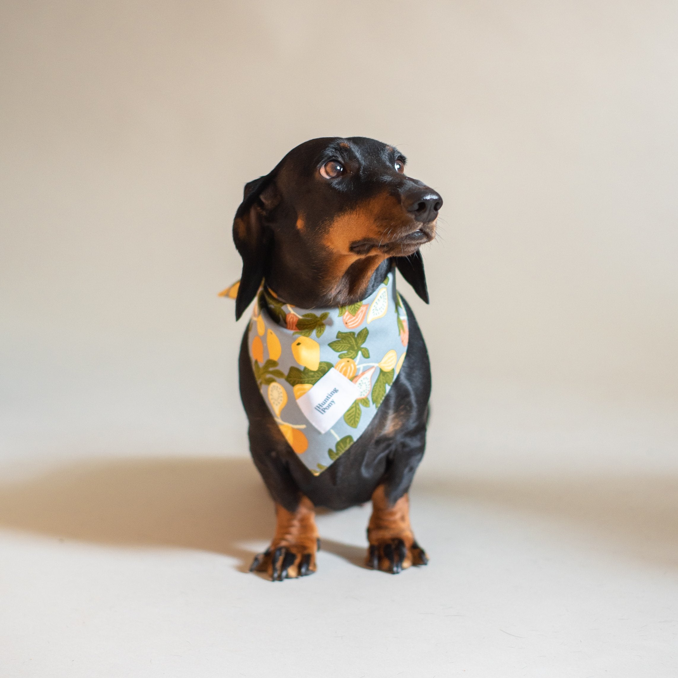 Stylish Pony Bandana for Dogs - Adjustable Pet Bandana for Small & Medium Dogs - Perfect for Parties, Photos & Everyday Wear