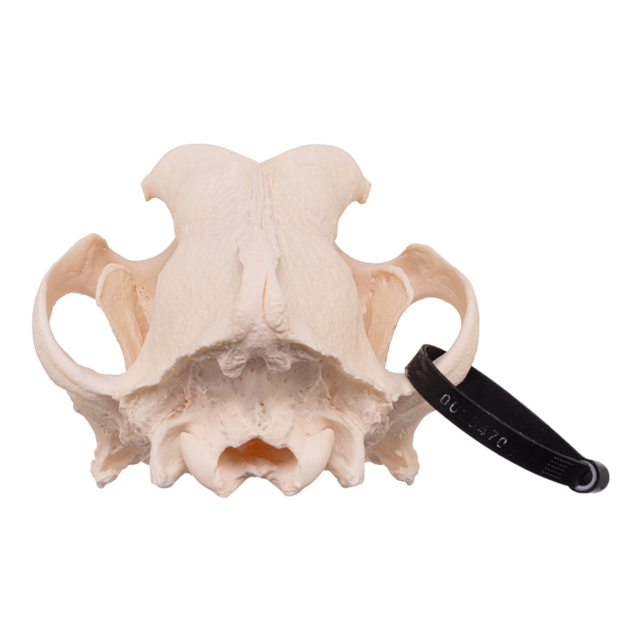 Authentic Real Domestic Dog Skull - Mastiff Breed - Perfect for Veterinary Studies, Halloween Decor & Taxidermy Collections