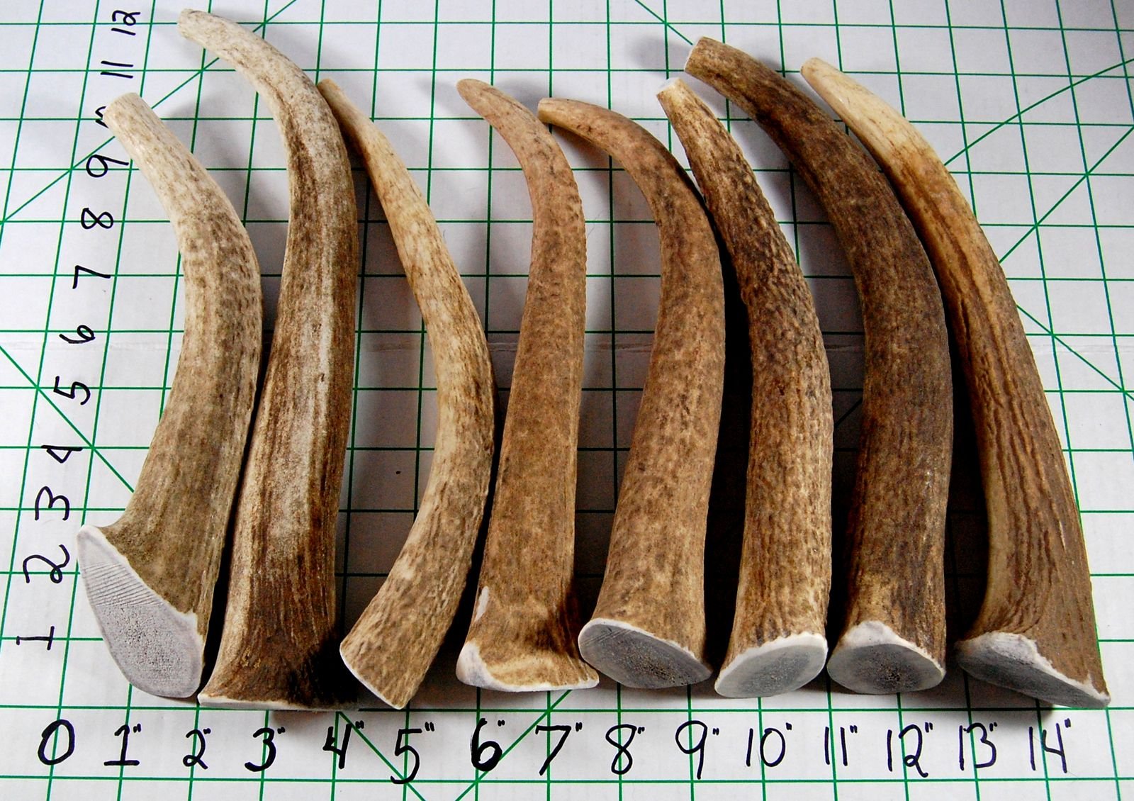 Premium XL Elk Antler Dog Chew (8-12 Inches) - Natural Long-Lasting Chew Toy for Large & Extra Large Dogs - Supports Dental Health & Reduces Anxiety - Perfect for Indoor Play, Outdoor Adventures & Crate Training