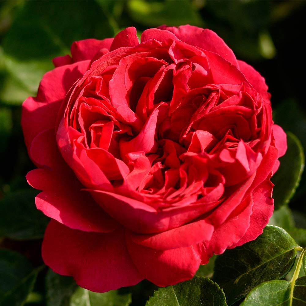 Red Eden® Climbing Rose Bush - Live Heirloom Roses for Outdoor Planting | Perfect for Garden Trellises, Fences, and Landscaping