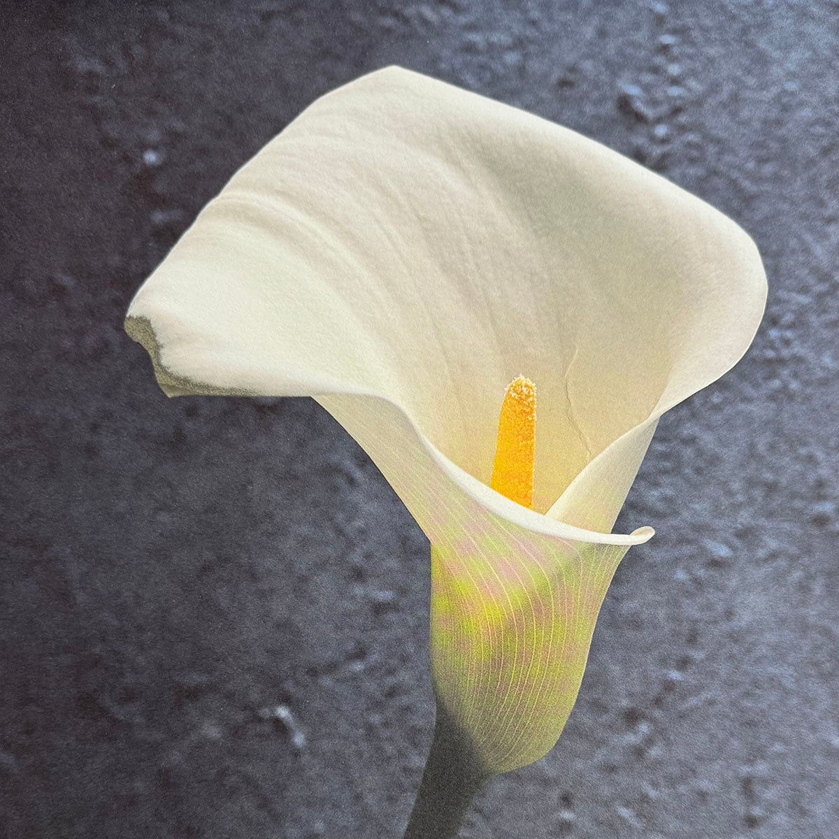 Beautiful Solo Flower Signed - Perfect for Home Decor, Wedding Centerpieces & Gift Giving