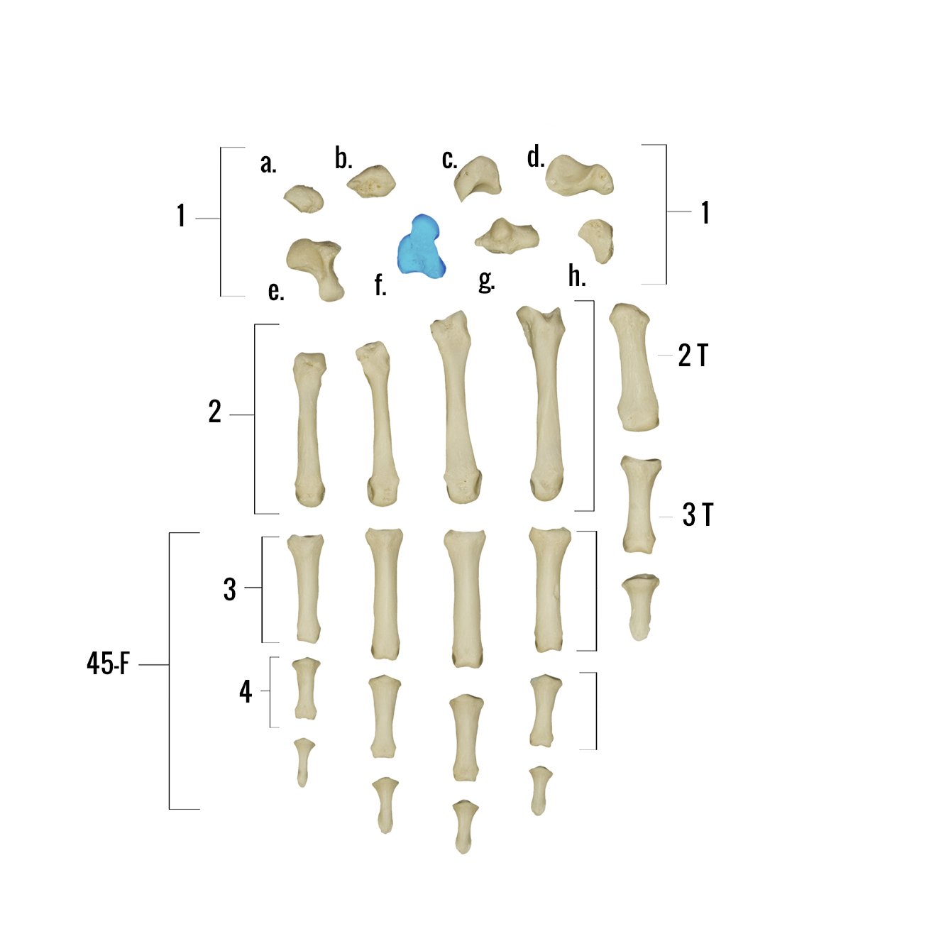 Real Human Hand Skeleton Model - Anatomically Accurate Single Bone Structure for Medical Study, Halloween Decor & Science Education