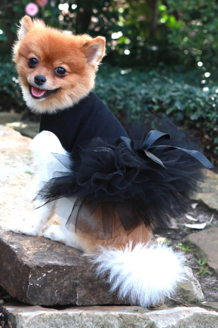 Black Tutu Dress for Dogs - Pet Costume for Halloween, Parties & Photo Shoots - Cute Dog Clothes for Small to Medium Breeds