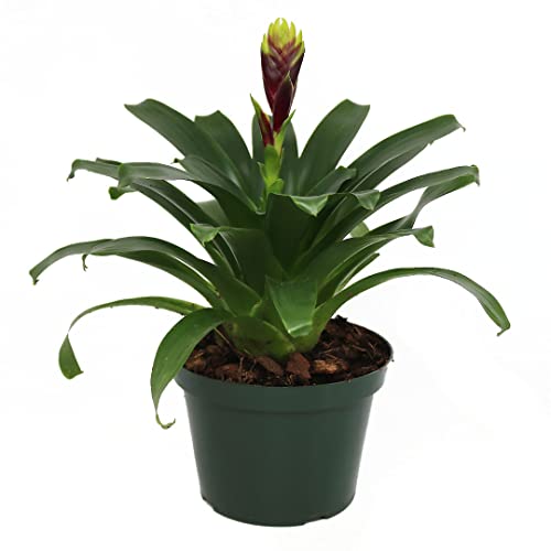 Vriesea Growers Pick