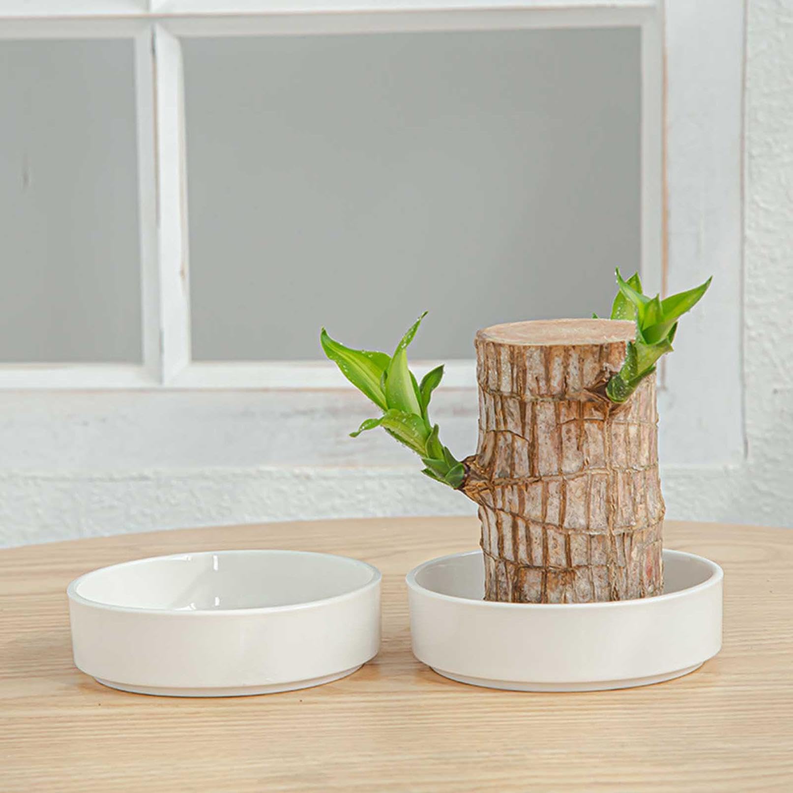 Brazilian Wood Tray with White Ceramic Plates - Decorative Flower Pot & Jewelry Storage Tray for Home Office Desktop, Party Confetti Display, and Organizer (Style B)