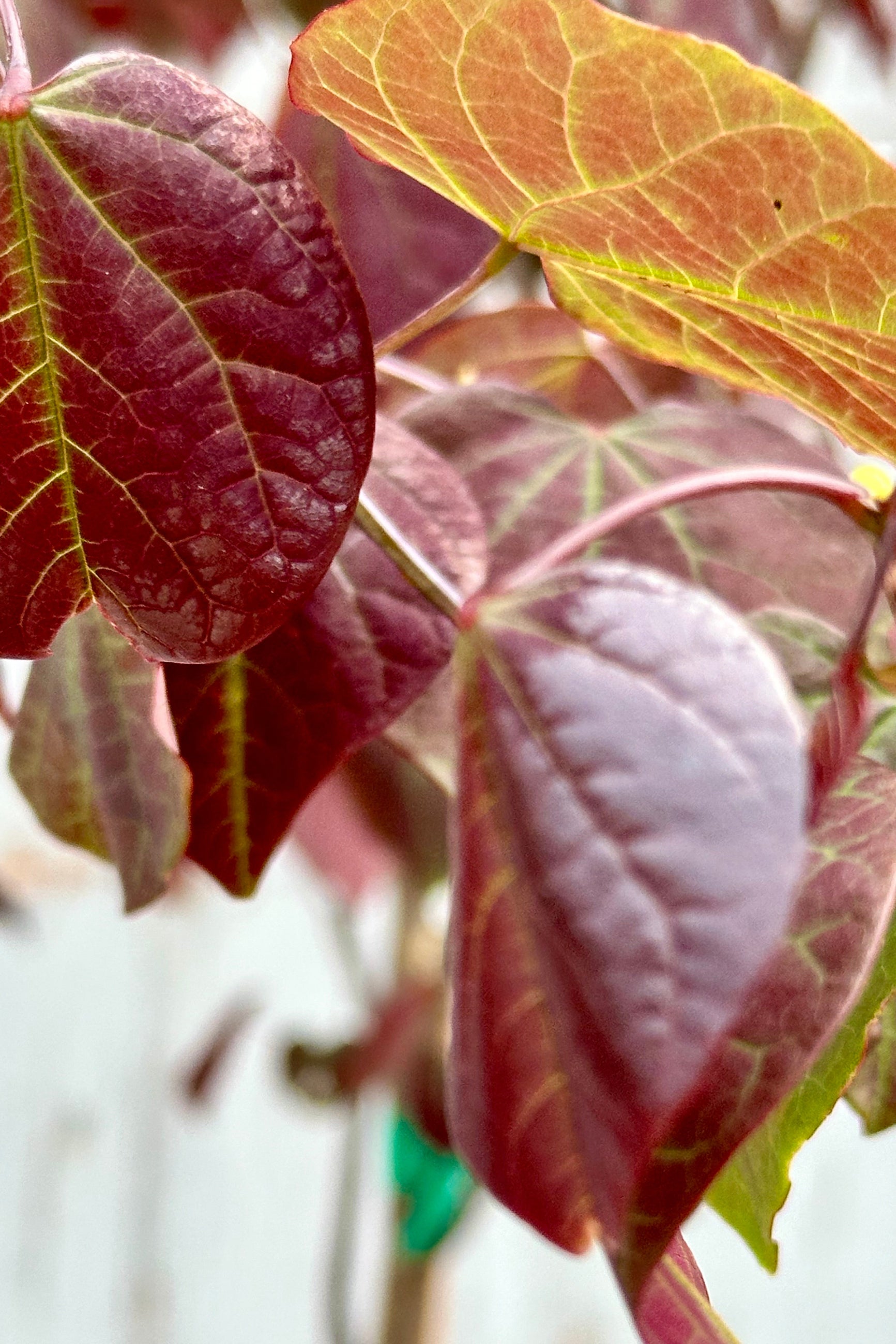 Forest Pansy Redbud Tree (Cercis canadensis) - #7 Container Size - Perfect for Landscaping, Gardens & Outdoor Decor