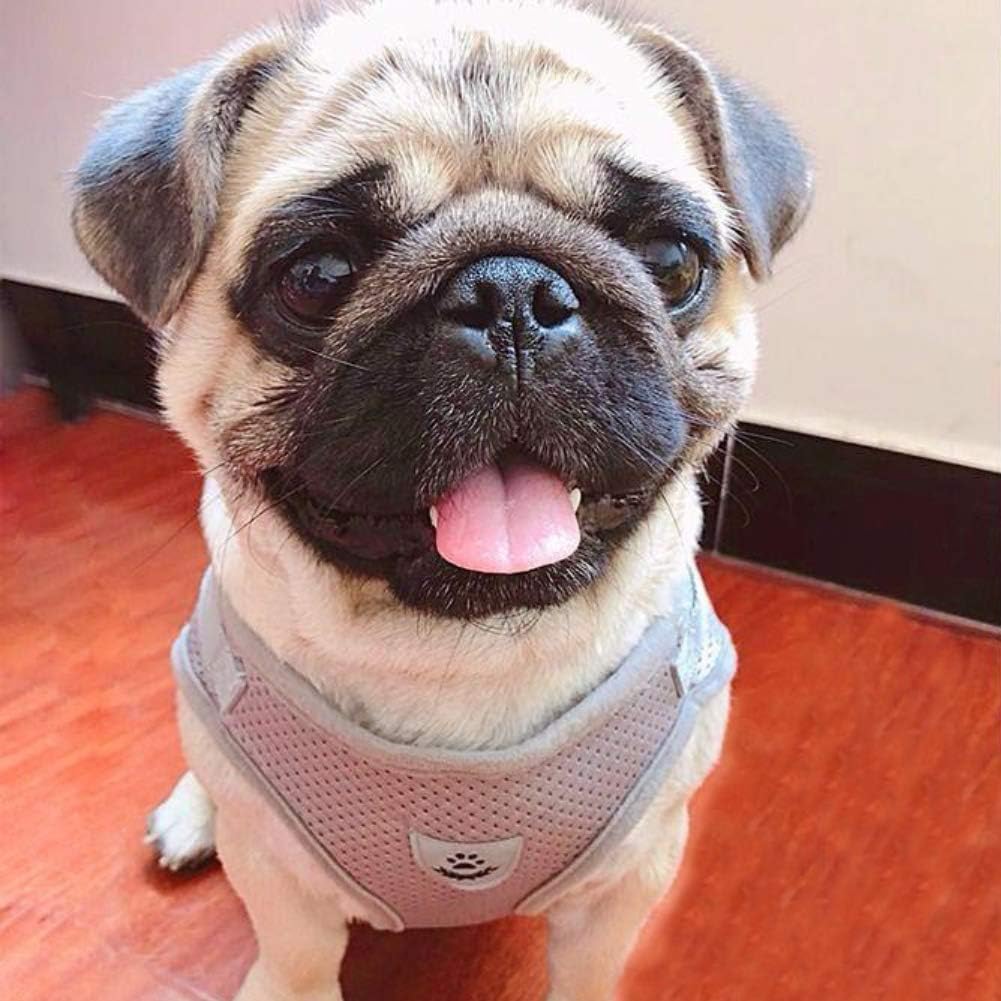 FEimaX Adjustable Dog Harness & Leash Set - Soft Mesh Reflective Vest for Small Dogs & Cats - Escape Proof Pet Walking Gear (Grey, Small) - Perfect for Daily Walks, Jogging & Outdoor Adventures