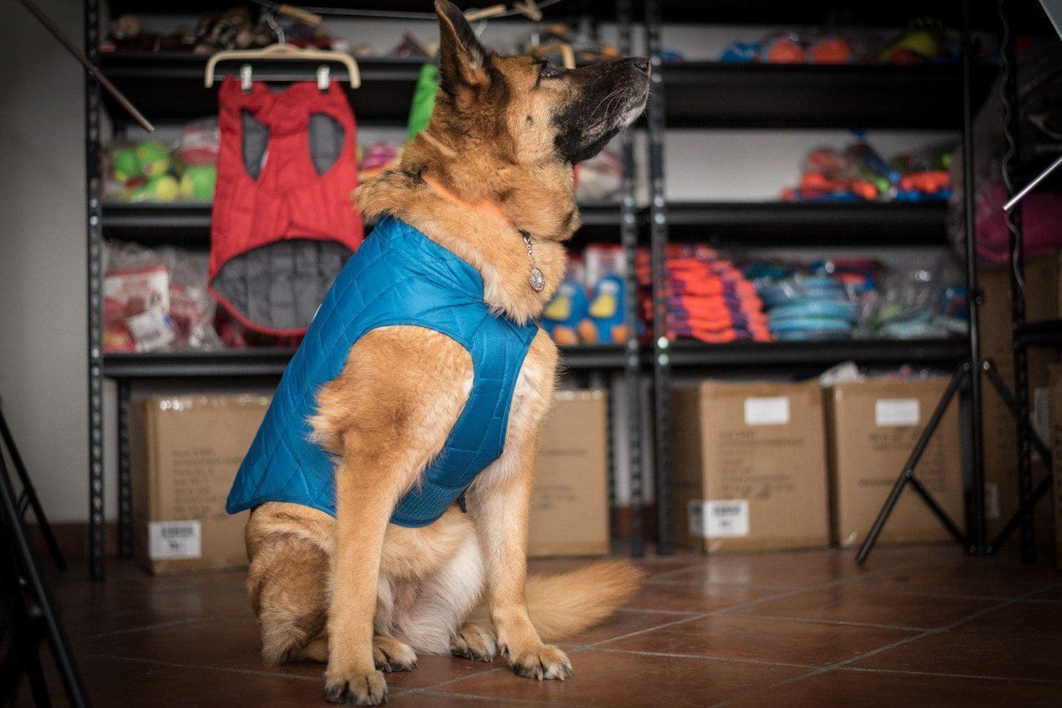 Reversible Waterproof Dog Jacket for Small & Medium Dogs - Fall Leaf Print / Olive Green - Outdoor Walking & Cold Weather Protection