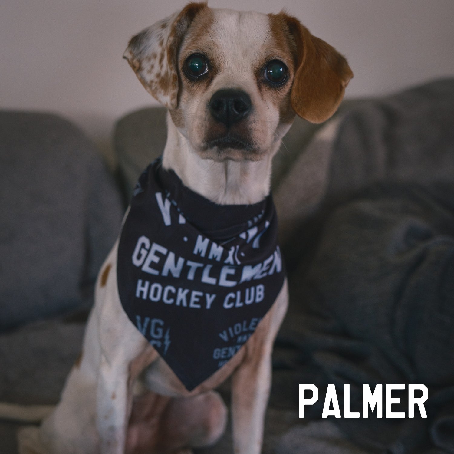 Premium Dog Bandana - Customizable Pet Bandana for Dogs & Cats - Perfect for Pet Grooming, Photos & Special Occasions