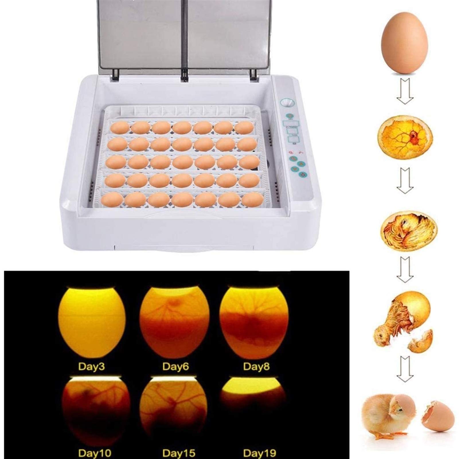 36 Egg Digital Incubator with Automatic Turning & Temperature Control - LED Egg Candler for Hatching Chicken, Duck, Goose, Quail, Turkey - Perfect for Home Poultry Farming & Backyard Hatching Projects