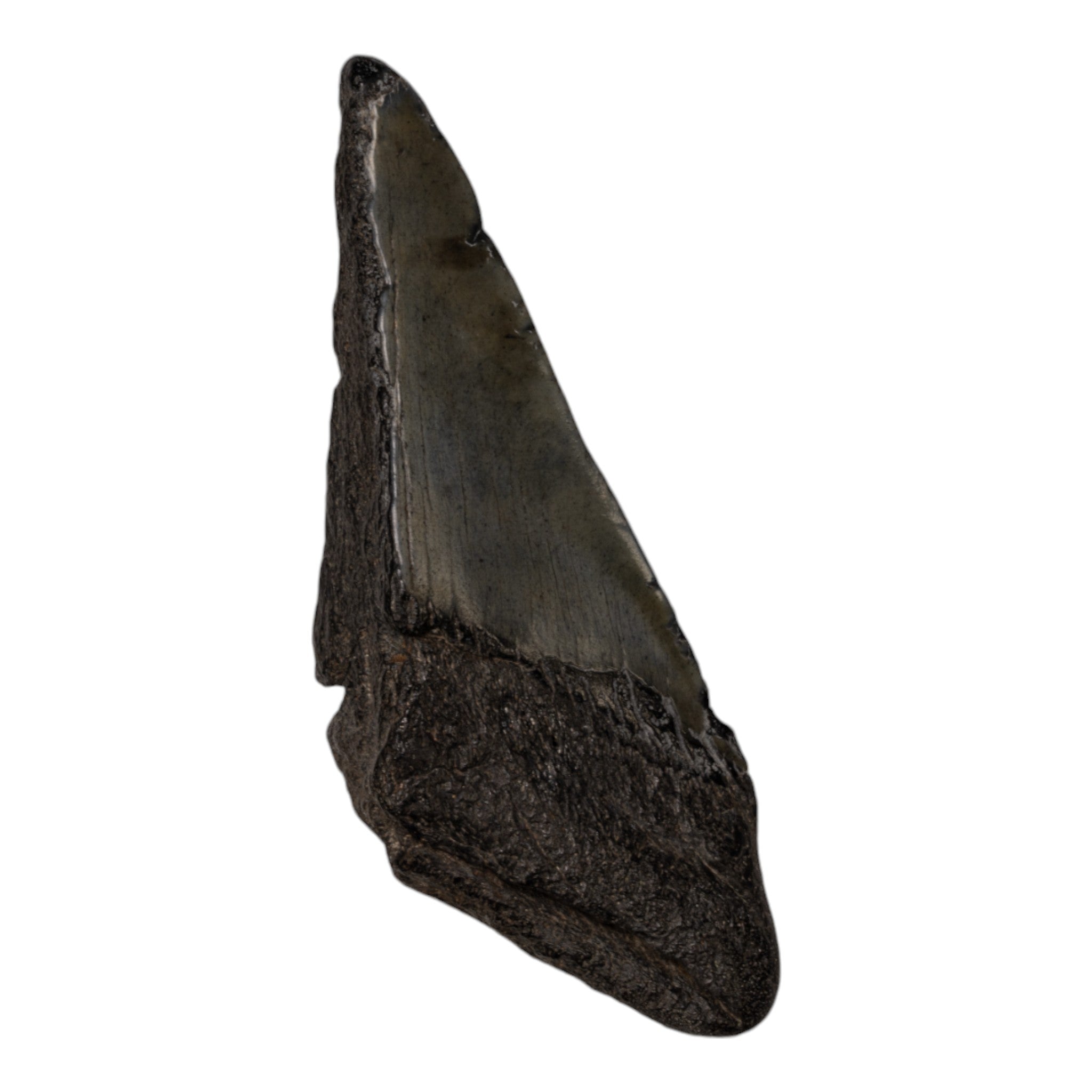 Authentic Megalodon Shark Tooth Fossil - Half Size - Perfect for Collectors, Jewelry Making & Home Decor