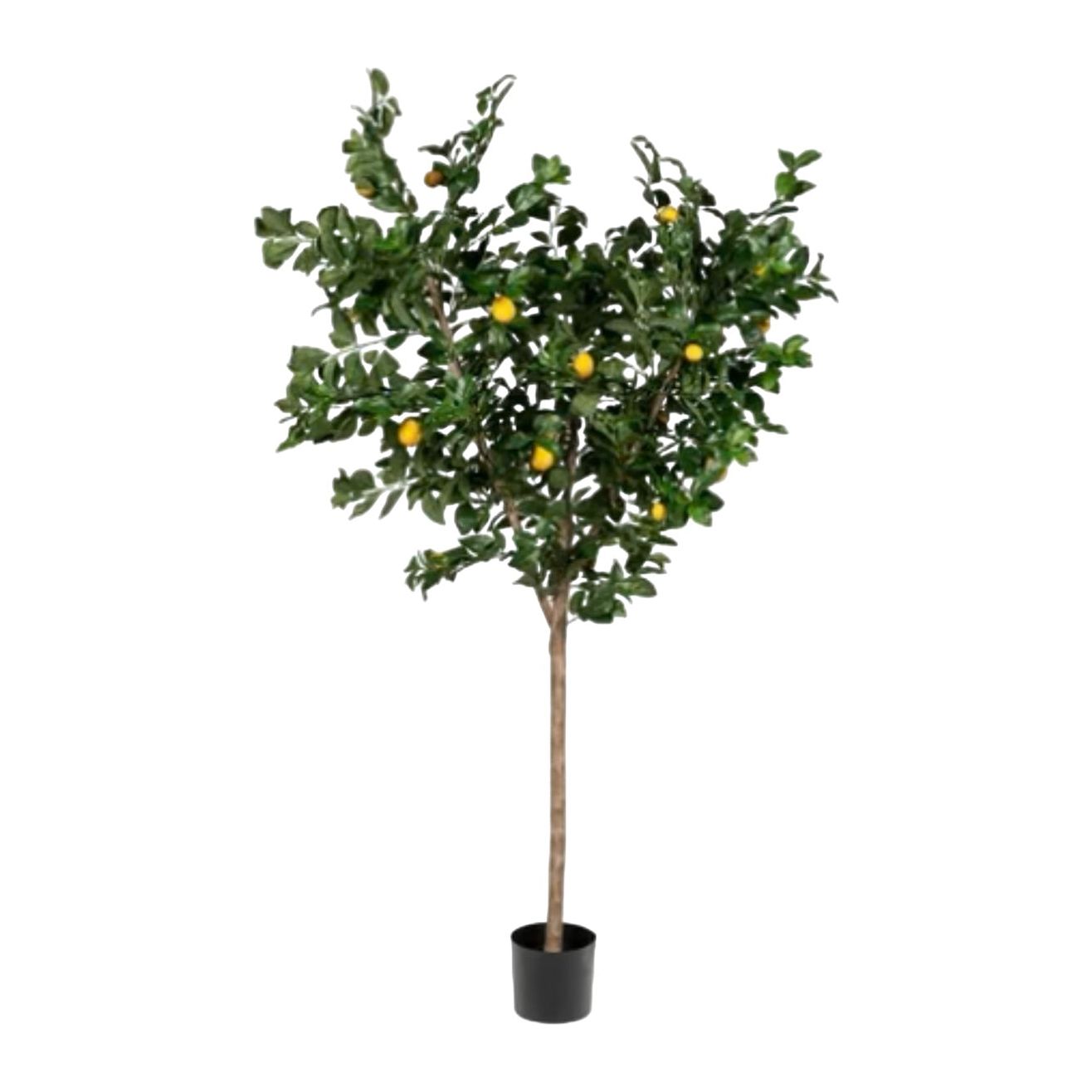 7' Lemon Tree with UV Protection - Perfect for Indoor Gardening, Patio Decor, and Fresh Citrus Harvesting
