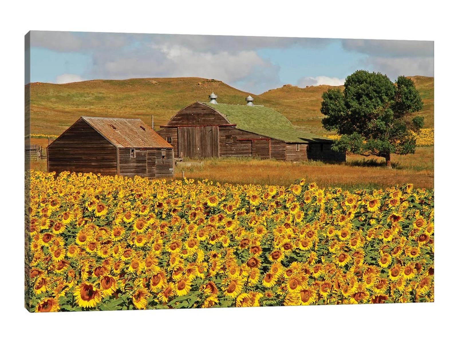 Sunflower Wall Art - Yellow Sunflowers Field Canvas Painting, Framed Nature Landscape Print for Kitchen & Bathroom Decor (18x24 Inches) - Perfect for Farmhouse, Boho & Modern Home Decoration