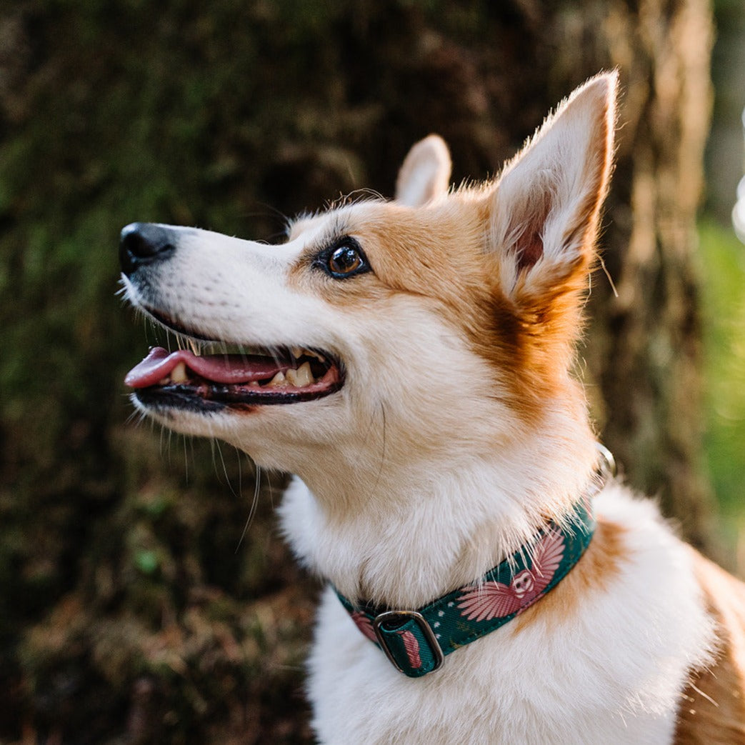 Emerald Owl Dog Collar - Adjustable Pet Collar with Safety Buckle for Small Medium Dogs - Perfect for Daily Walks, Training & Outdoor Adventures