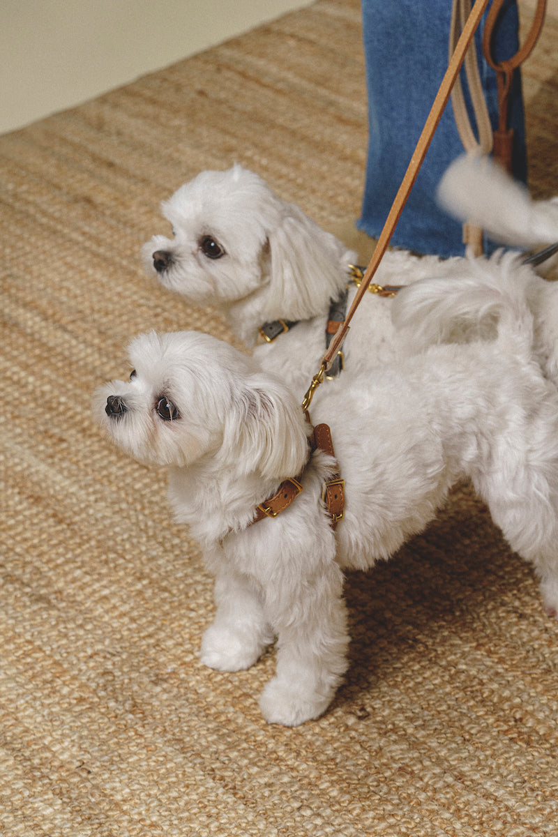Walkony Pony Harness - Ginger & Beige Color - Perfect for Equestrian Training, Riding, and Horse Shows
