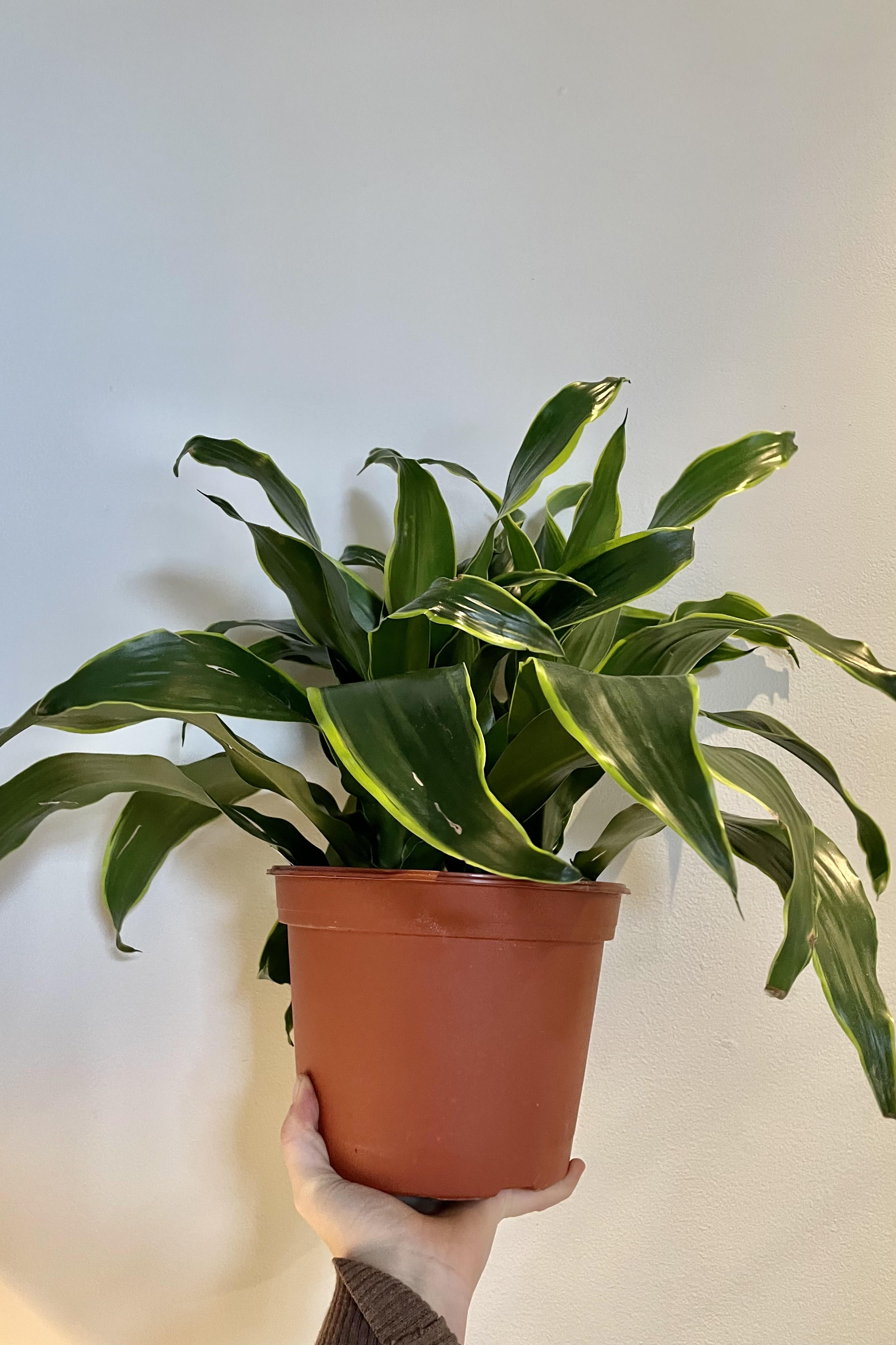 Dracaena deremensis 'Dorado' 8 Inch Indoor Plant - Low Light Houseplant for Home & Office Decor - Air Purifying Live Plant for Bedroom, Living Room, or Workspace