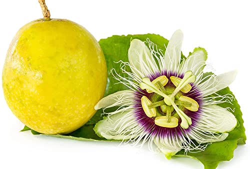 Passion Flower