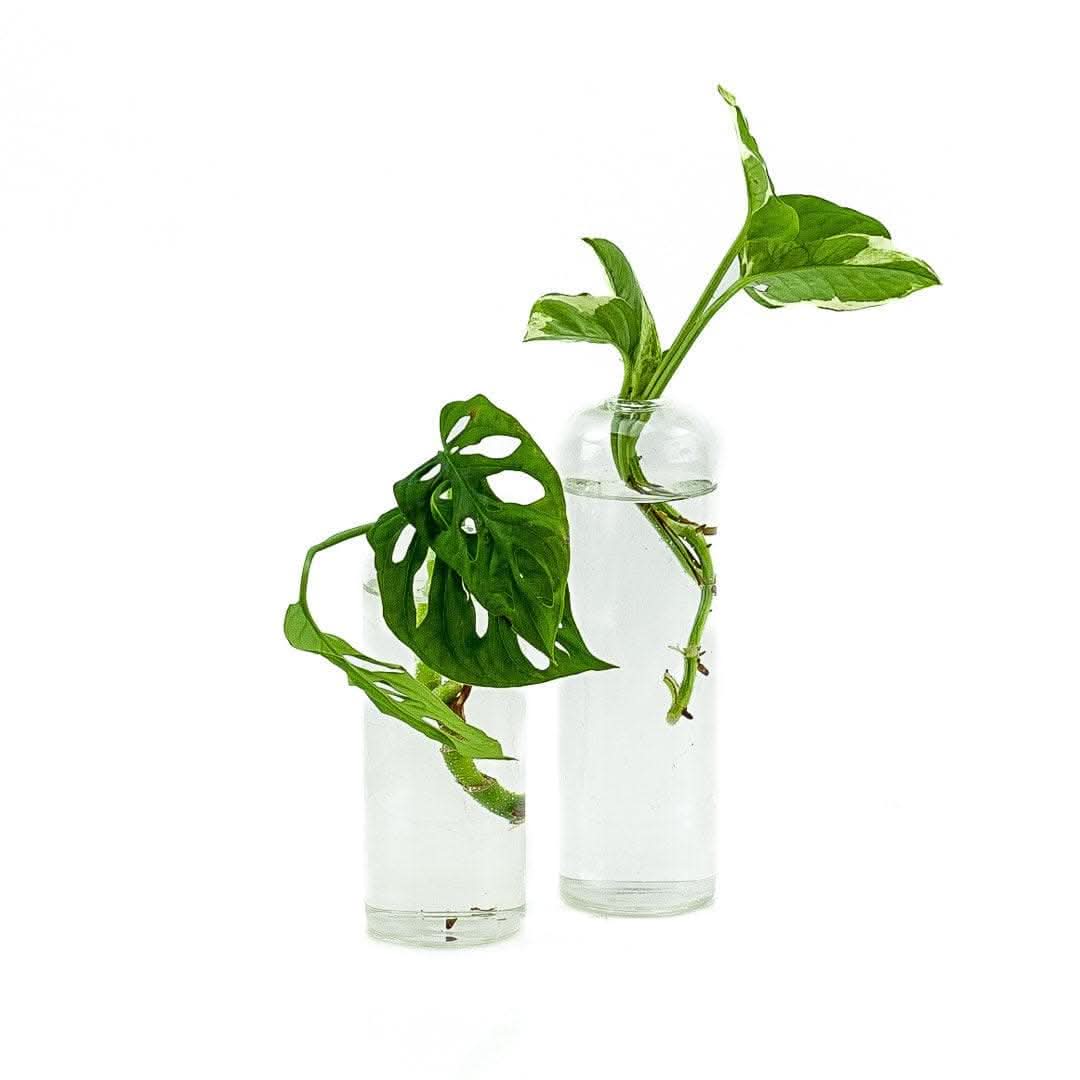 Glass Plant Propagation Vase for Rooting Cuttings - Perfect for Indoor Herb Garden, Succulents, and Flower Arrangements