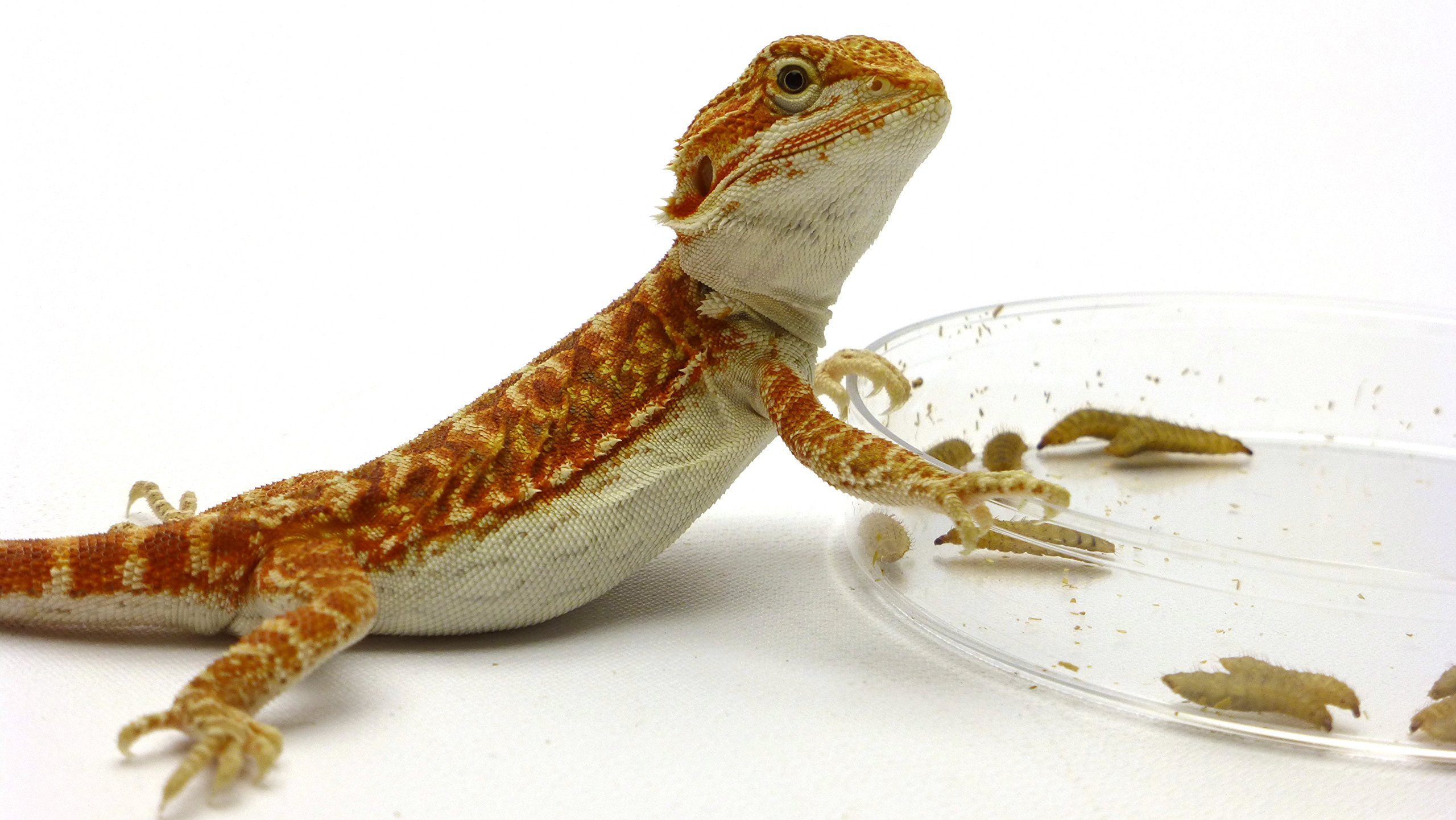CAROLINACUSTOMCAGES Phoenix Worm Feeding Dishes - Set of 3 | Durable Reptile Food Bowls for Bearded Dragons, Chameleons & Lizards | Perfect for Terrariums & Reptile Habitats