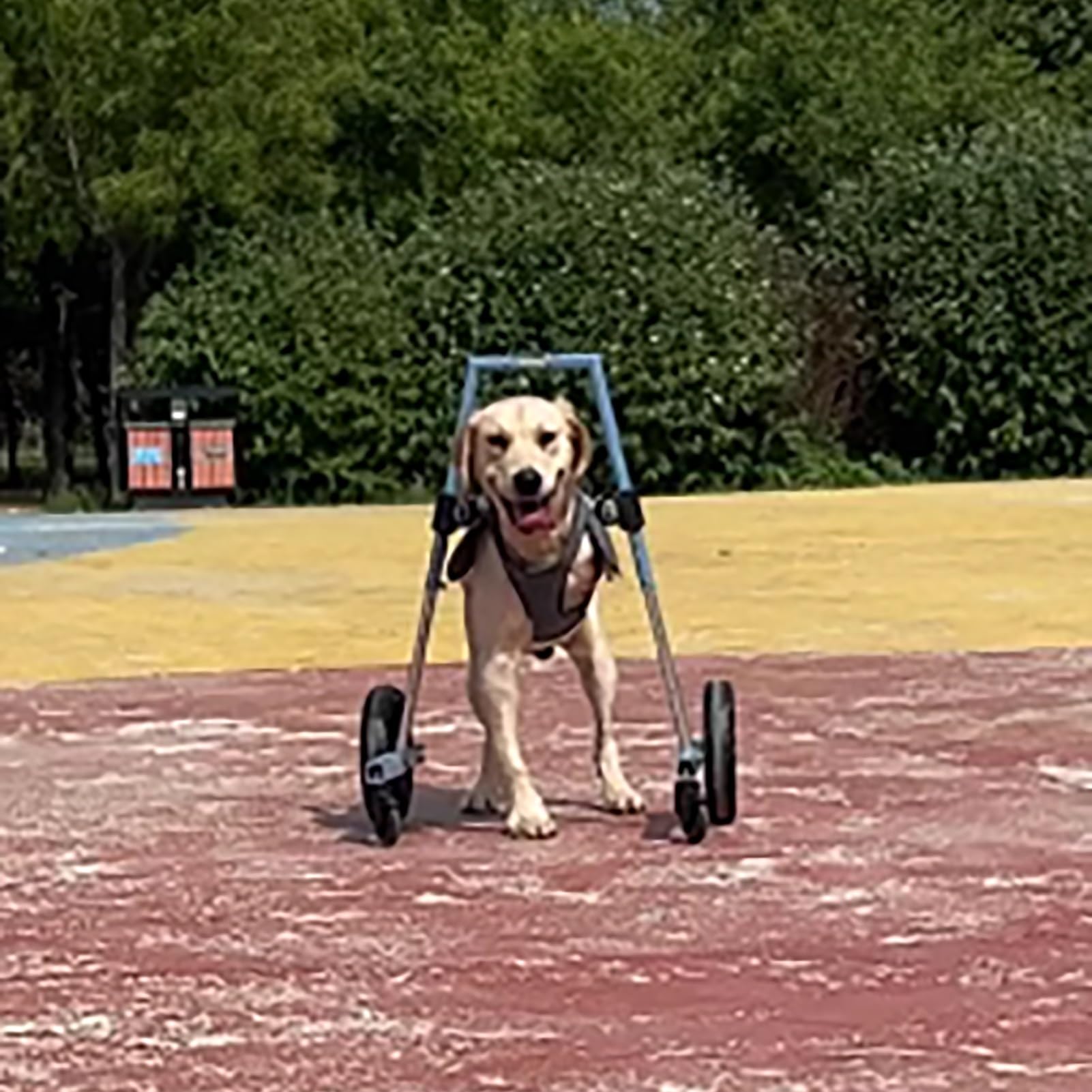 Adjustable Front Leg Dog Wheelchair - Mobility Aid for Small, Medium & Large Disabled Dogs | Supportive Pet Wheelchair for Walking & Daily Activities | Perfect for Injured, Elderly or Special Needs Dogs (X-Small)
