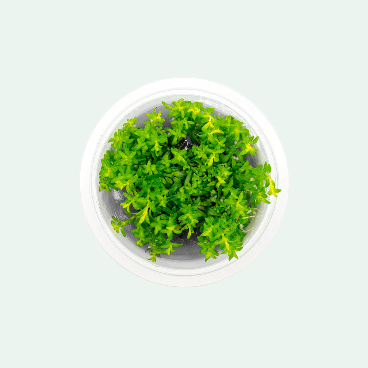 Ludwigia Inclinata Cuba Aquatic Plant for Freshwater Aquariums - Perfect for Aquascaping, Fish Tanks, and Aquatic Gardens