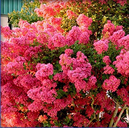 12 Tonto Crape Myrtle Live Plants for Outdoor Landscaping - Perfect for Gardens, Patios, and Backyard Decor