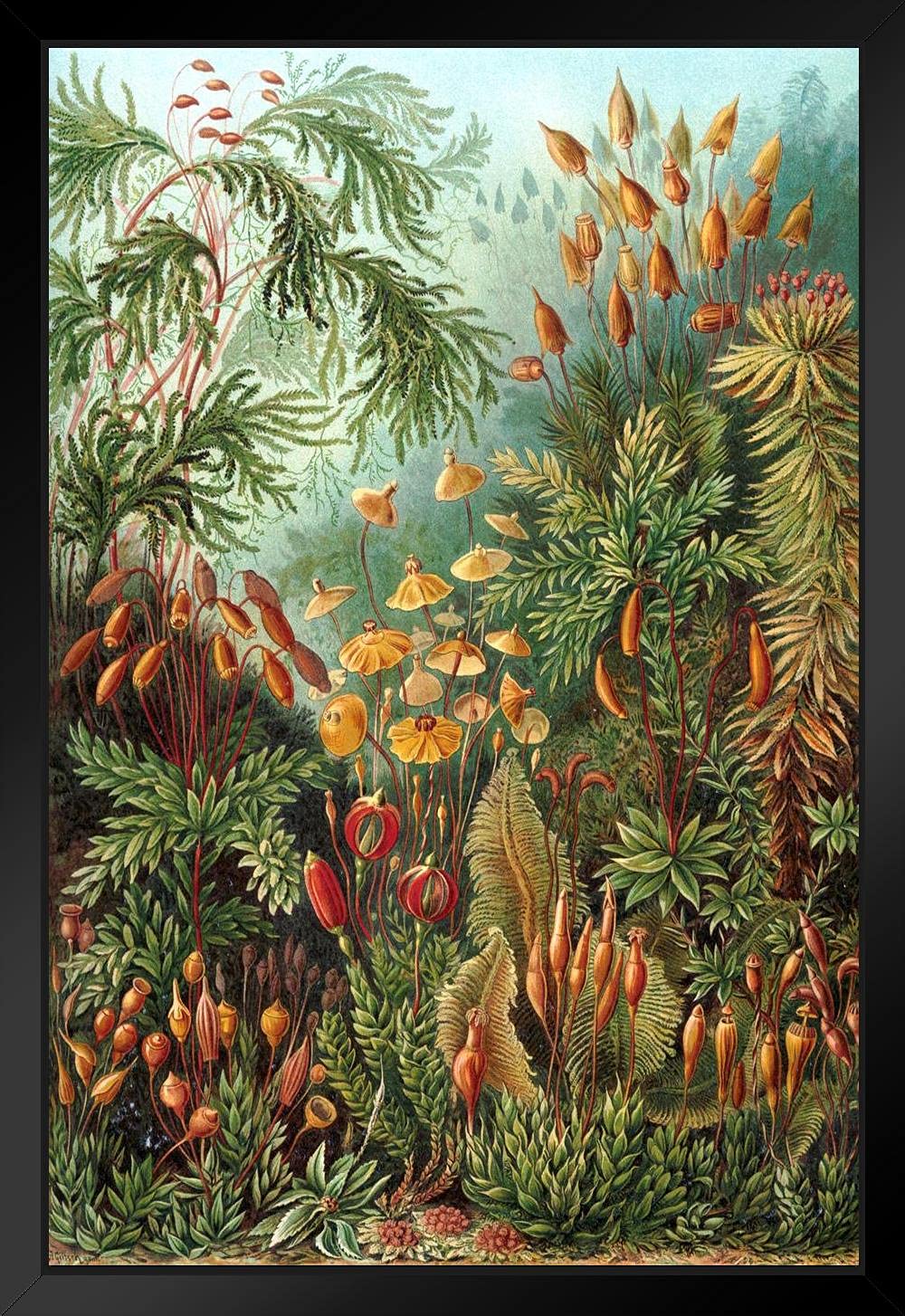 Ernst Haeckel Muscinae Moss Art Print - Framed Botanical Nature Wall Decor (14x20 Inch) | Vintage Plant Illustration | Boho Home Decor for Living Room, Bedroom & Office