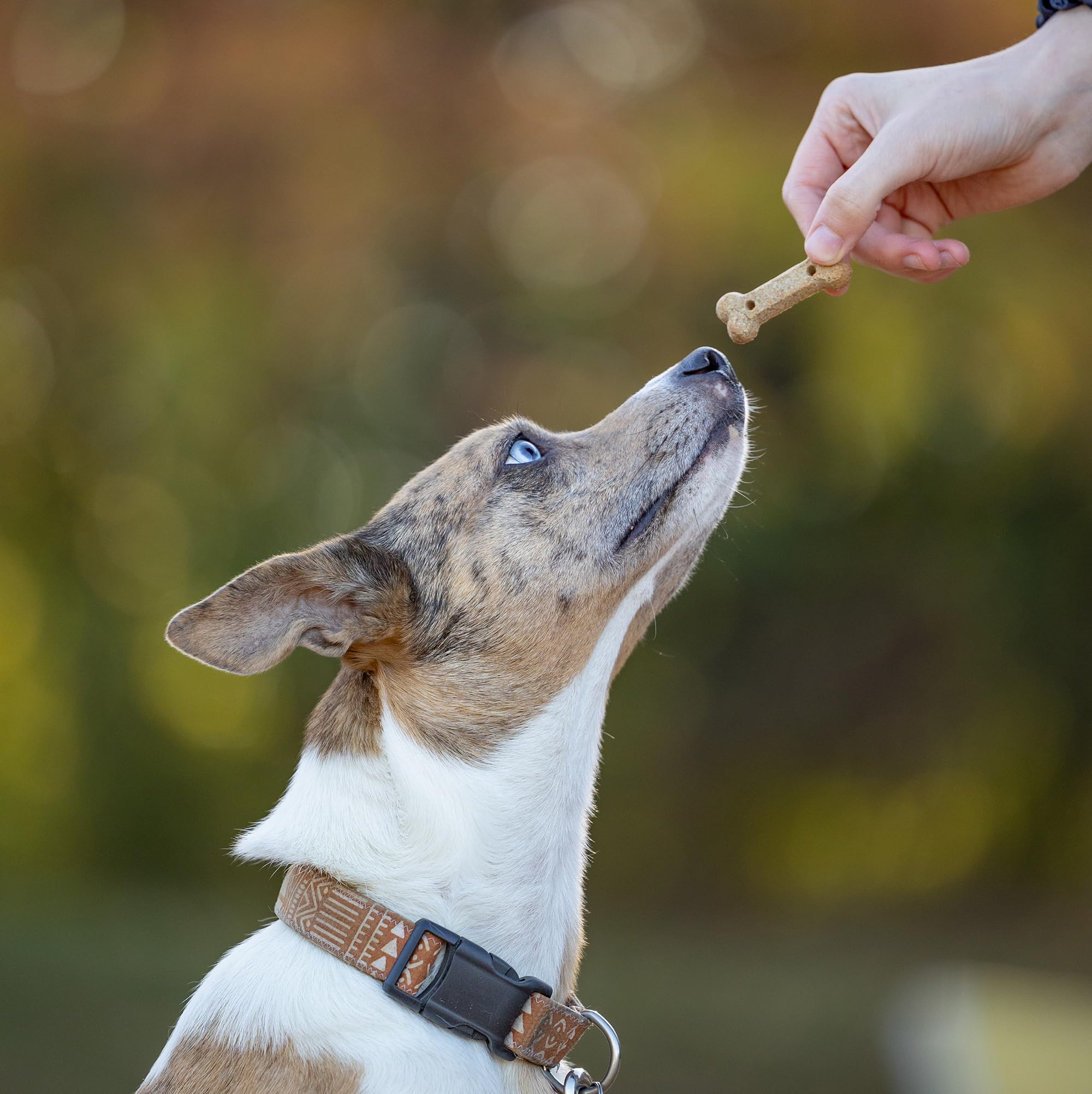 Hive Peanut Butter Dog Biscuits – 2 Pack | Healthy, Non-GMO, Organic Dog Treats for Training | Made in USA for All Breeds | Perfect for Reward, Obedience & Positive Reinforcement Training