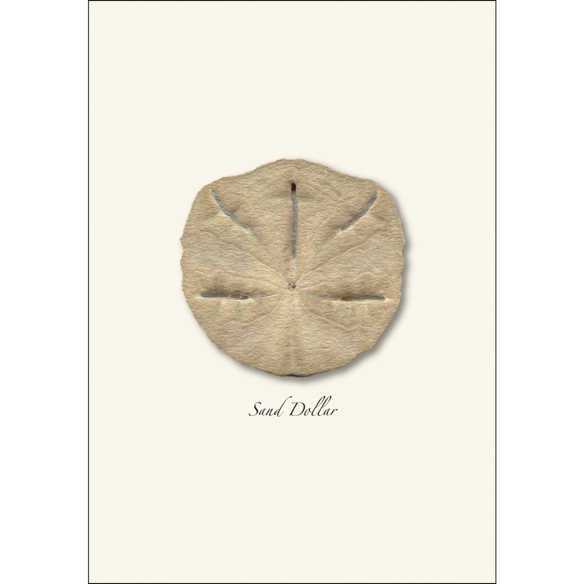 Earth Sky + Water - Sand Dollar Notecard Set - 8 Blank Greeting Cards with Envelopes - Perfect for Beach Themed Weddings, Thank You Notes & Coastal Home Decor