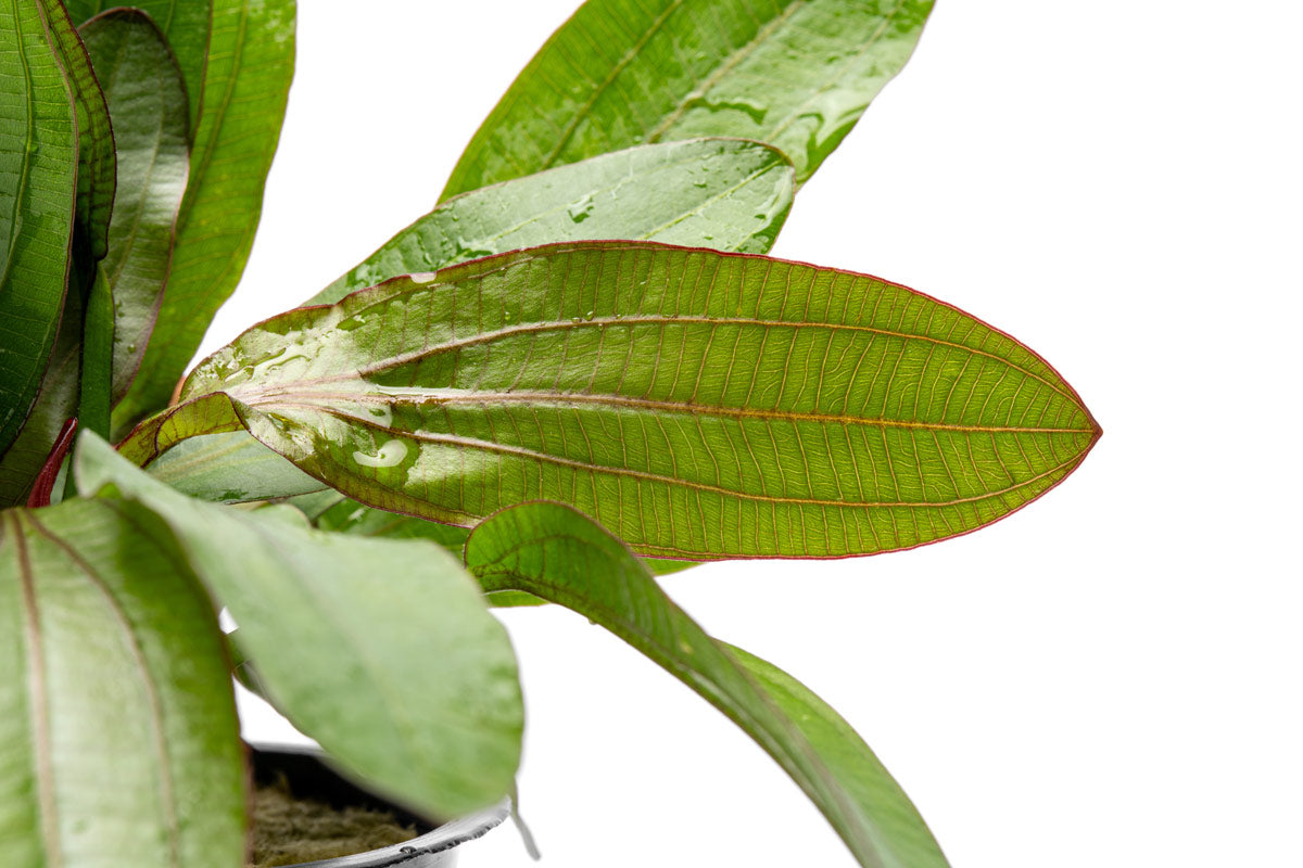 Echinodorus Red Rubin Mother Plant - Live Aquatic Plant for Aquariums & Fish Tanks | Perfect for Freshwater Planted Tanks, Aquascaping & Aquatic Gardens