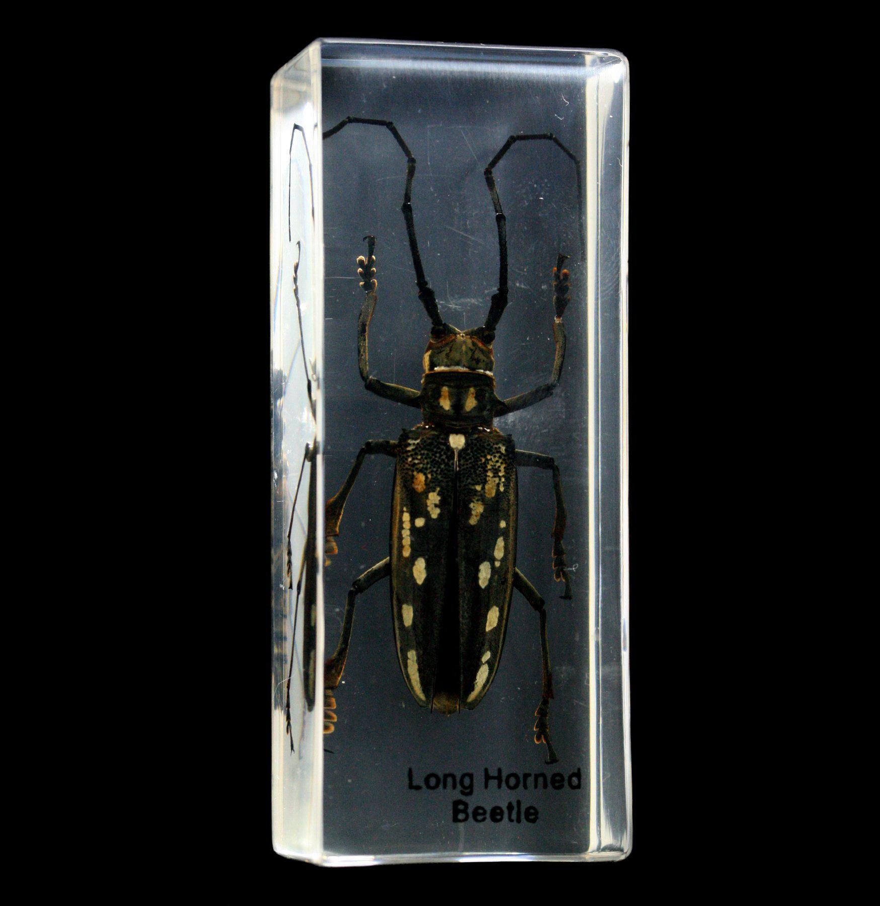 Premium Long Horn Beetle Specimen Encased in Clear Acrylic Block - Perfect for Entomology Displays, Science Education & Home Decor Collection
