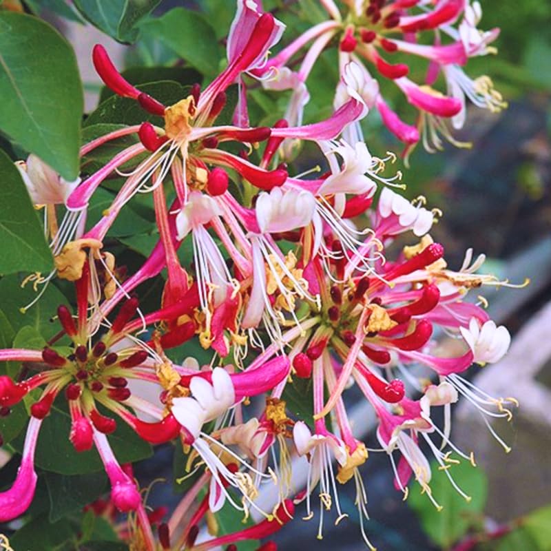 Serotina Belgica Honeysuckle
