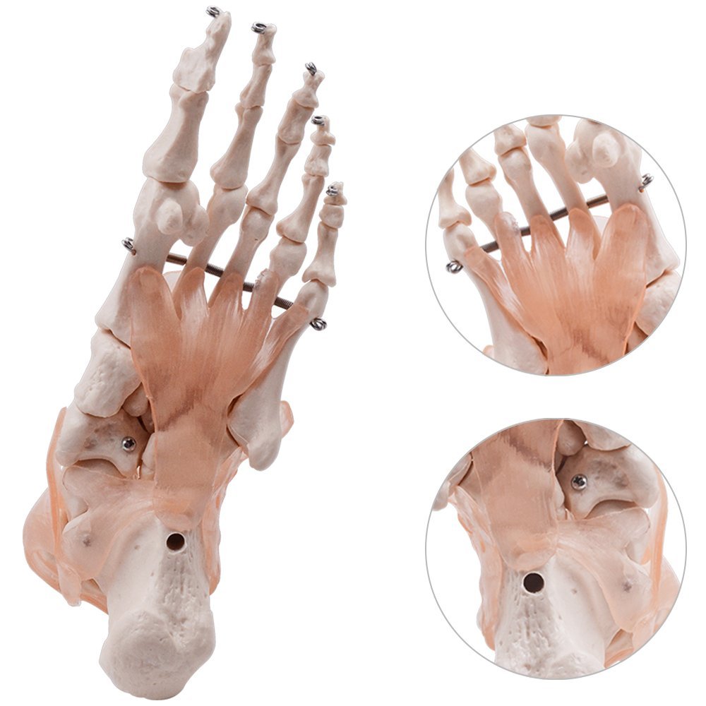 Life-Size Foot and Ankle Anatomy Model with Ligaments - Detailed Foot Joint Model for Medical Teaching, Physical Therapy, and Classroom Demonstration | Perfect for Students, Doctors, and Healthcare Professionals