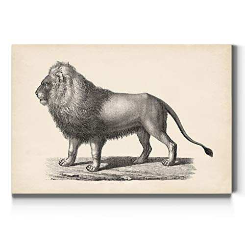 Brodtmann Lion