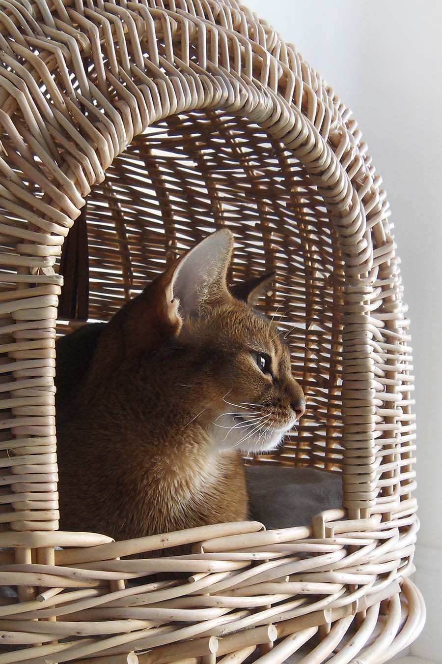 Cat House Pony UFOny - Cozy Pet Bed for Cats & Small Dogs - Indoor/Outdoor Kitty Hideaway with Cute UFO Design - Perfect for Living Room, Bedroom or Backyard