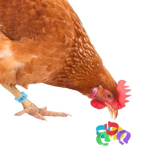 Numbered & Multi-Colored Plastic Poultry Leg Bands - 0.6