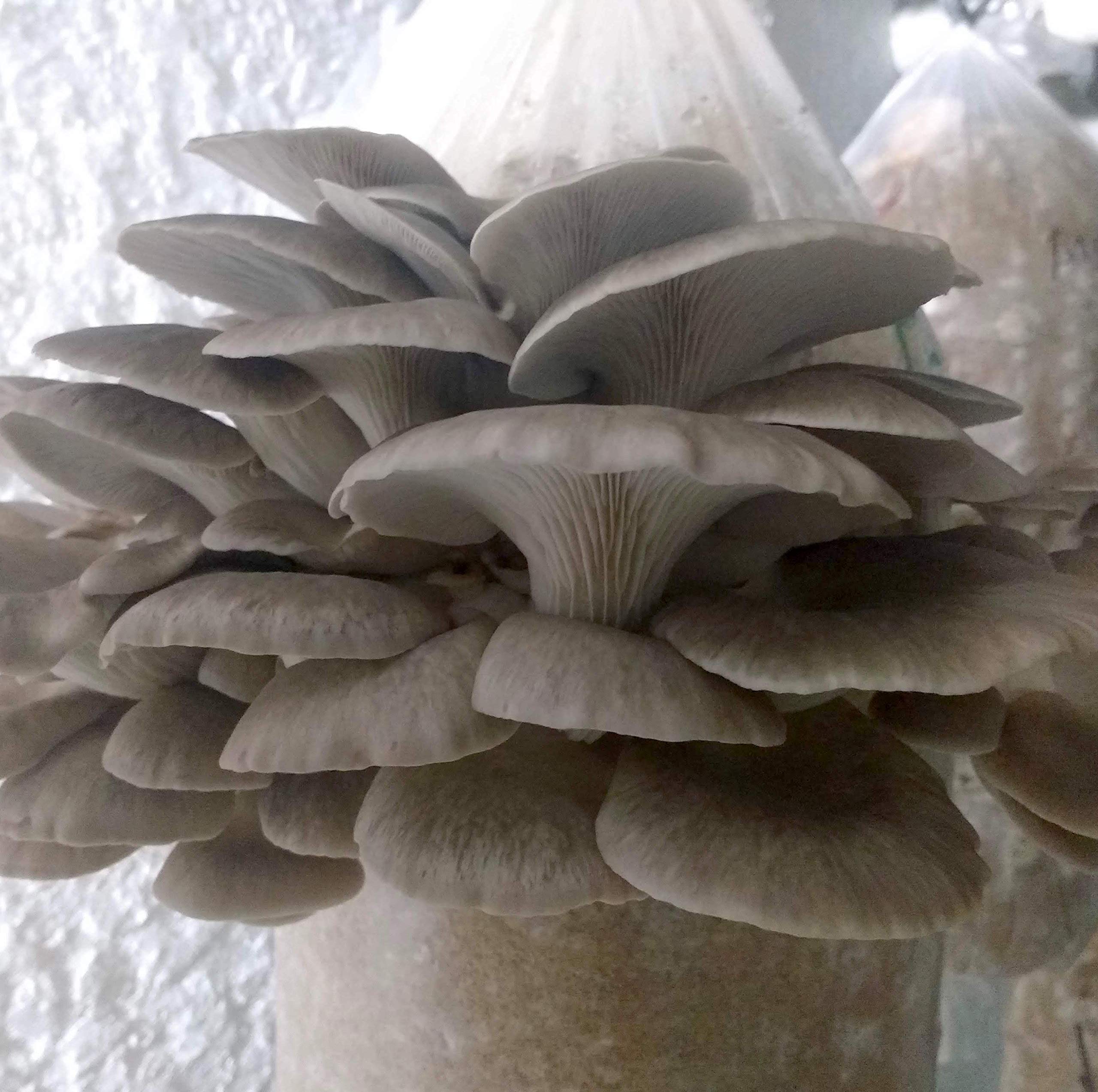 Premium 1 LB Phoenix Oyster Mushroom Spawn Mycelium - Grow Gourmet & Medicinal Mushrooms at Home or Commercially - Ideal for Straw/Sawdust Blocks (G1/G2) - Perfect for Urban Farming, Organic Gardening & Health Supplements